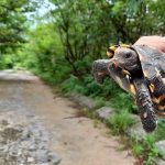 Animais são observados em trilhas do Parque Botânico em Caucaia