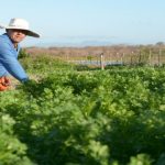 Agricultura abre inscrições do Cadastro Ambiental Rural