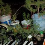 PMCE prende quatro indivíduos que cultivavam pés de maconha em Caucaia