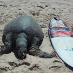 Tartaruga marinha é encontrada morta na Praia do Icaraí