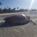 Temporada dos ventos acentua encalhes de tartarugas marinhas no litoral de Caucaia