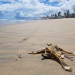 Ações de sensibilização na Iparana visam proteger as tartarugas marinhas