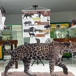 Parque Botânico do Ceará recebe exposição “Conheça e Conserve a Caatinga”