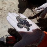 124 tartarugas marinhas nascem em ninho encontrado na Tabuba
