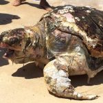 Tartaruga é resgatada com vida na praia do Icaraí