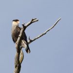 Carcará defende ninho de drone em Caucaia