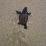 Tartarugas nascem na Praia do Icaraí em Caucaia