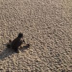 Pelo menos 57 tartarugas nascem na praia do Cumbuco neste sábado (1º)