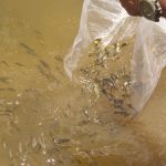 Caucaia retoma ‘Programa de  Peixamento’ em açudes e lagoas do município