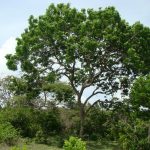 CSP expandirá sua Barreira Verde com 8 mil árvores