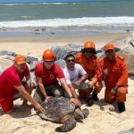IMAC realiza resgate de tartaruga marinha de 60kg na praia da Tabuba