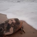 Ninhos de tartaruga são identificados próximo aos Espigões do Icaraí