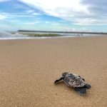 Nascem primeiras tartarugas de ninhos na nova faixa de praia do Icaraí, em Caucaia