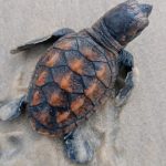 Tartarugas nascem na Praia do Icaraí, em Caucaia
