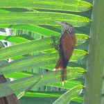 Descoberta rara na Caatinga: Limpa-folhas-do-buriti é avistado no Dia Nacional da Caatinga