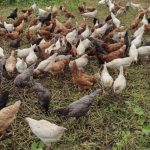 Caucaia oferece curso de capacitação em avicultura básica para moradores da zona rural