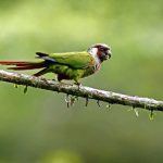 Associação Caatinga e ONG Aquasis promovem a reintrodução na natureza de ave ameaçada de extinção