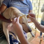 Sepa e Centec lançam programa Pet Protegido Ceará com distribuição gratuita de 6 mil coleiras antiparasitárias