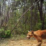 Associação incentiva pesquisas científicas sobre a Caatinga, único bioma 100% brasileiro