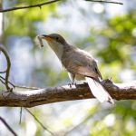 Reserva Natural Serra das Almas é um dos principais destinos no Ceará para observação de pássaros