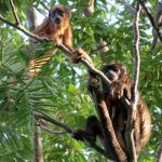 Reserva Natural Serra das Almas comemora 24 anos dedicados à preservação do meio ambiente