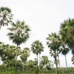 Cientistas desenvolvem nova técnica para aumentar a sobrevivência de plantas da Caatinga em área ambiental