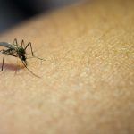 Dengue: Especialista ensina como usar o hipoclorito de sódio no combate ao Aedes aegypti