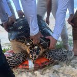 Tartaruga marinha é resgatada na Barra do Cauípe em Caucaia