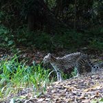 Associação Caatinga intensifica esforços para preservação da biodiversidade