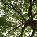 Caucaia realiza I Semana Anual das Árvores