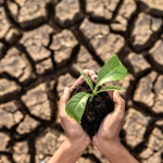 Conservação do solo e sua importância para preservar a vida no planeta