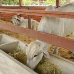 Pesquisa sobre uso da palma forrageira na alimentação animal pode baratear ração e impulsionar produção de leite e carne no Nordeste