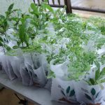 Caucaia promove Semana do Meio Ambiente com ações educativas, mutirão de limpeza e proteção de tartarugas