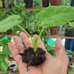 Em alusão aos 15 anos, Aeris Energy realiza plantio de árvores e reforça compromisso sustentável