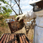 Acordo viabiliza escoamento de 50 contêineres de mel cearense pelo Porto do Pecém