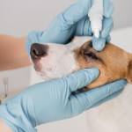 10 raças pet e as doenças mais comuns nos olhos; veterinário alerta para a importância da oftalmologia pet