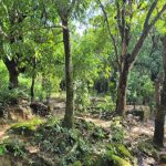 Caucaia registra avanço de 37,2% no Índice de Qualidade do Meio Ambiente