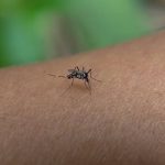 Casos de dengue caem 54% no Ceará, mas Ministério da Saúde mantém o alerta e lança nova campanha de prevenção