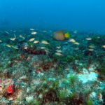 Ceará recebe projeto do BNDES para monitoramento e restauração de corais