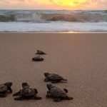 97 tartarugas nascem no primeiro registro de ninho nas praias de Caucaia em 2026