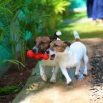 Animais de estimação devem entrar na pauta da gestão condominial, aconselha especialista