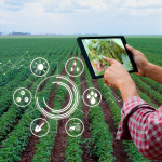 Startup nordestina usa inteligência artificial para proteger agricultura das emergências climáticas