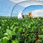 Senar, Embrapa e BASF lançam curso sobre integração entre apicultura e sojicultura