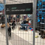 Pets em busca de um lar participam de evento de adoção em Fortaleza