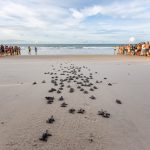 Mais de mil tartarugas marinhas nasceram em Caucaia na última semana