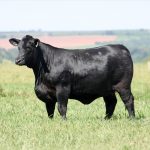 VPJ expande presença das raças Brangus e Ultrablack na pecuária nordestina com leilão em Maceió (AL)
