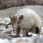 Tatu-bola, que inspirou o mascote da Copa de 2014, segue ameaçado de extinção