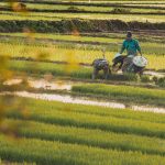 Limoeiro do Norte recebe o Coalizão Agro 2026 nos dias 17 e 18 de junho com programação gratuita voltada à inovação no campo