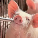 3º Concurso Fotográfico Bacon Lovers abre inscrições e terá iPhone 17 como prêmio