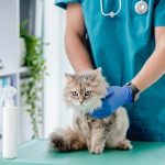 Como tornar a ida ao veterinário menos estressante para gatos